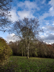 Fototapeta premium WINTER TREES