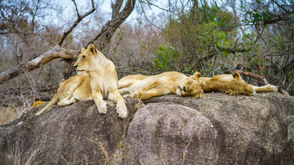 lions posing on a rock in kruger national park, mpumalanga, south africa 132