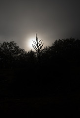 Fototapeta premium silhouette of a tree