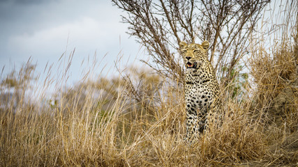 leopard in kruger national park, mpumalanga, south africa 37