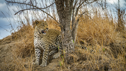 leopard in kruger national park, mpumalanga, south africa 110