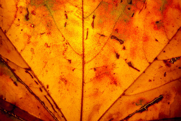 yellow maple leaf autumn macro