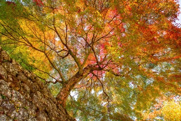 岡城の紅葉