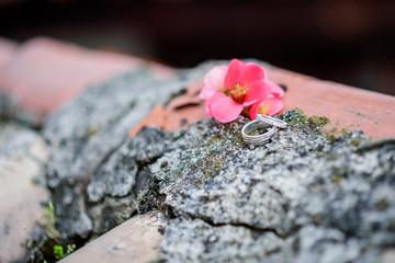 Beautiful pink flower near two golden wedding rings on stone in blur outdoors, close up. Free space