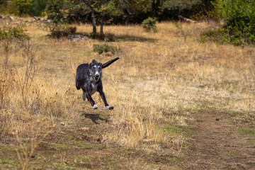 Black greyhound at full speed in a meadow