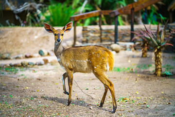 little antelope in kruger national park, mpumalanga, south africa 29