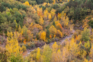 Autumn paints in the mountains. Deciduous and coniferous trees amid rivers and mountains during the autumn period.