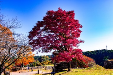 岡城の紅葉