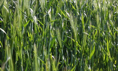Backlit barley field ( hordeum vulgare ) close-up with leaves in the warm spring sun