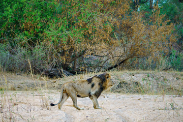 male lion in kruger national park, mpumalanga, south africa 26