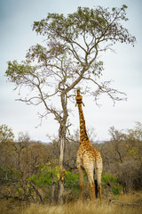 giraffes in kruger national park, mpumalanga, south africa 21