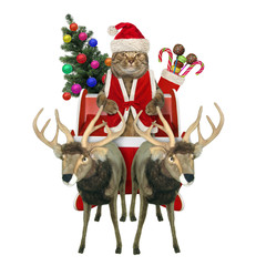 The beige cat in a red Santa Claus suit is riding the reindeer sleigh with a christmas tree decorated with colored balls and a boot of sweet gifts. White backgrount. Isolated. © iridi66
