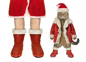 The beige cat in a red Christmas costume is standing near the Santa Claus. White background. Isolated.