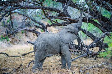 baby elephant in kruger national park, mpumalanga, south africa 11