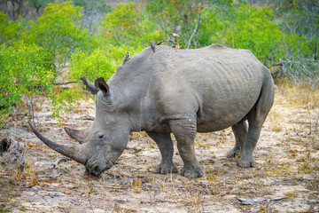 white rhino in kruger national park, mpumalanga, south africa 5