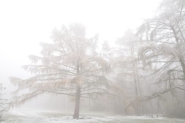 Mysterious winter foggy landscape. Isolated solitary larch tree in fog, gloomy landscape, glaze ice and rime . .
