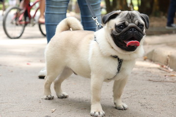 Pug in the park