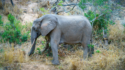 elephant in kruger national park, mpumalanga, south africa 10