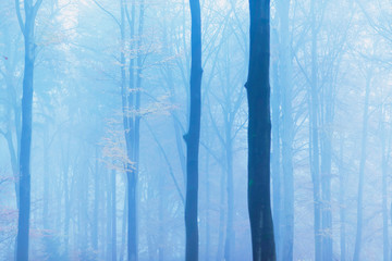 Misty autumn forest with yellow foliage.