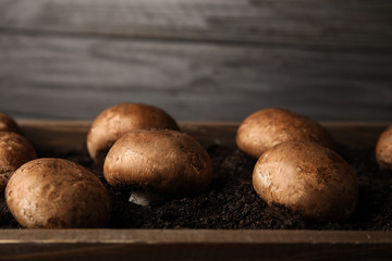Fototapeta premium Brown champignons growing on soil in wooden crate, closeup. Mushrooms cultivation