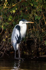 Heron standing in the water of Lake Sandoval in Peru, Tambopata.