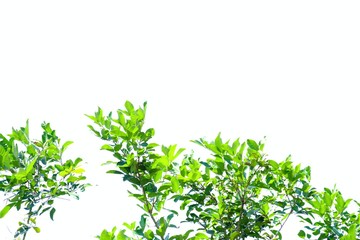 Tropical tree with leaves branches and sun light on white isolated background for green foliage backdrop 