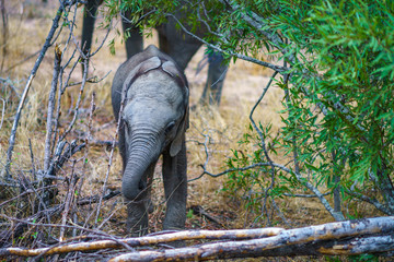 baby elephant in kruger national park, mpumalanga, south africa 30