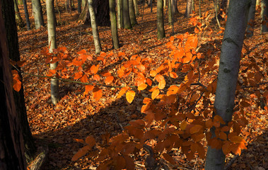 Herbstzeit