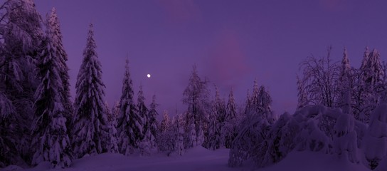 Christmas winter landscape,snowy trees, fresh powder snow, moon on evening sky, mountain forest, bent trees. Scenic panoramic image.Bukova Hora,Czech Republic. .