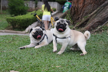 Obraz premium Pugs in the park