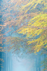 Misty forest with yellow and orange colored foliage in autumn.