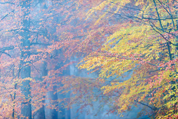 Misty forest with yellow and orange colored foliage in autumn.
