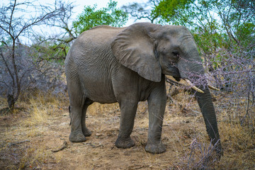 elephant in kruger national park, mpumalanga, south africa 36