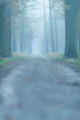 Dirt road in foggy forest during autumn.