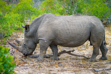 white rhino in kruger national park, mpumalanga, south africa 41
