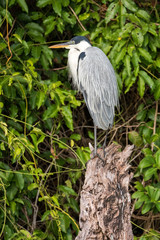 Heron standing on a tree at Lake Sandoval in Peru, Tambopata.