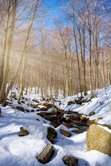 river landscape that runs among snowy trees