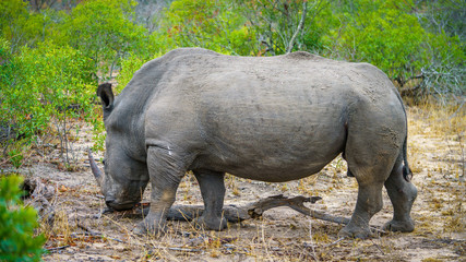white rhino in kruger national park, mpumalanga, south africa 46