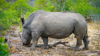 Fototapeta premium white rhino in kruger national park, mpumalanga, south africa 46