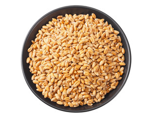 wheat grains in a black plate isolated on white background. top view