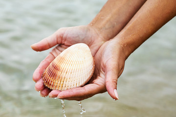 Large bivalve sea shell in the hands. Sea inhabitants close up