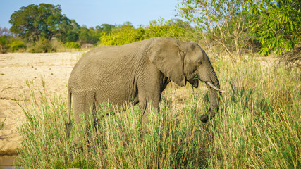 elephant in kruger national park, mpumalanga, south africa 21