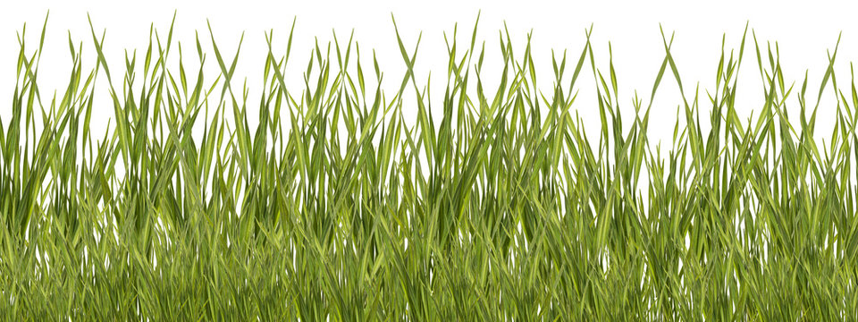 Bunch of green grass isolated on white background © Sergey Chayko