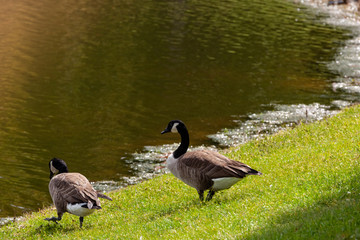 Canadian Geese standing in front of the lake