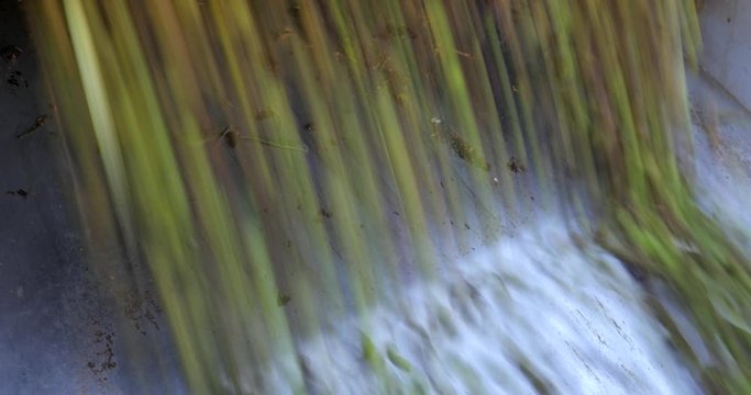 Harvested olives loaded to press hopper in olive oil mill. Cleaned and sorted olives before the press processing for olive oil production.