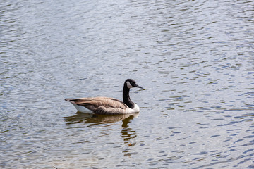 Fototapeta premium Canadian Geese swimming in the lake