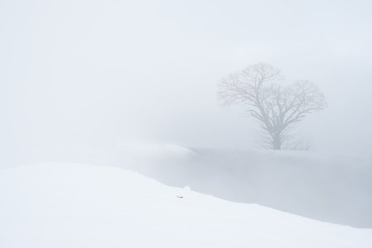 silhouette d'un arbre - vieux noyer dans le vexin fran&ccedil;ais
