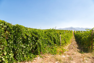 Fototapeta na wymiar Summer rural landscape with vineyards