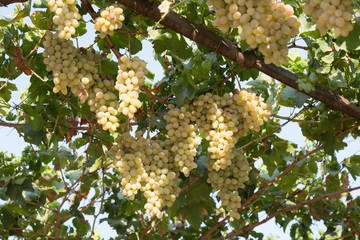 Autumn harvest of grapes close up