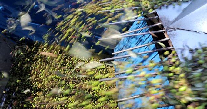 Harvested olives loaded to press hopper in olive oil mill. Cleaned and sorted olives before the press processing for olive oil production.